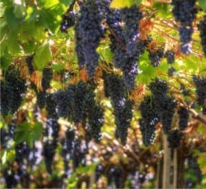 Organik şarap ve sürdürülebilir bağcılık