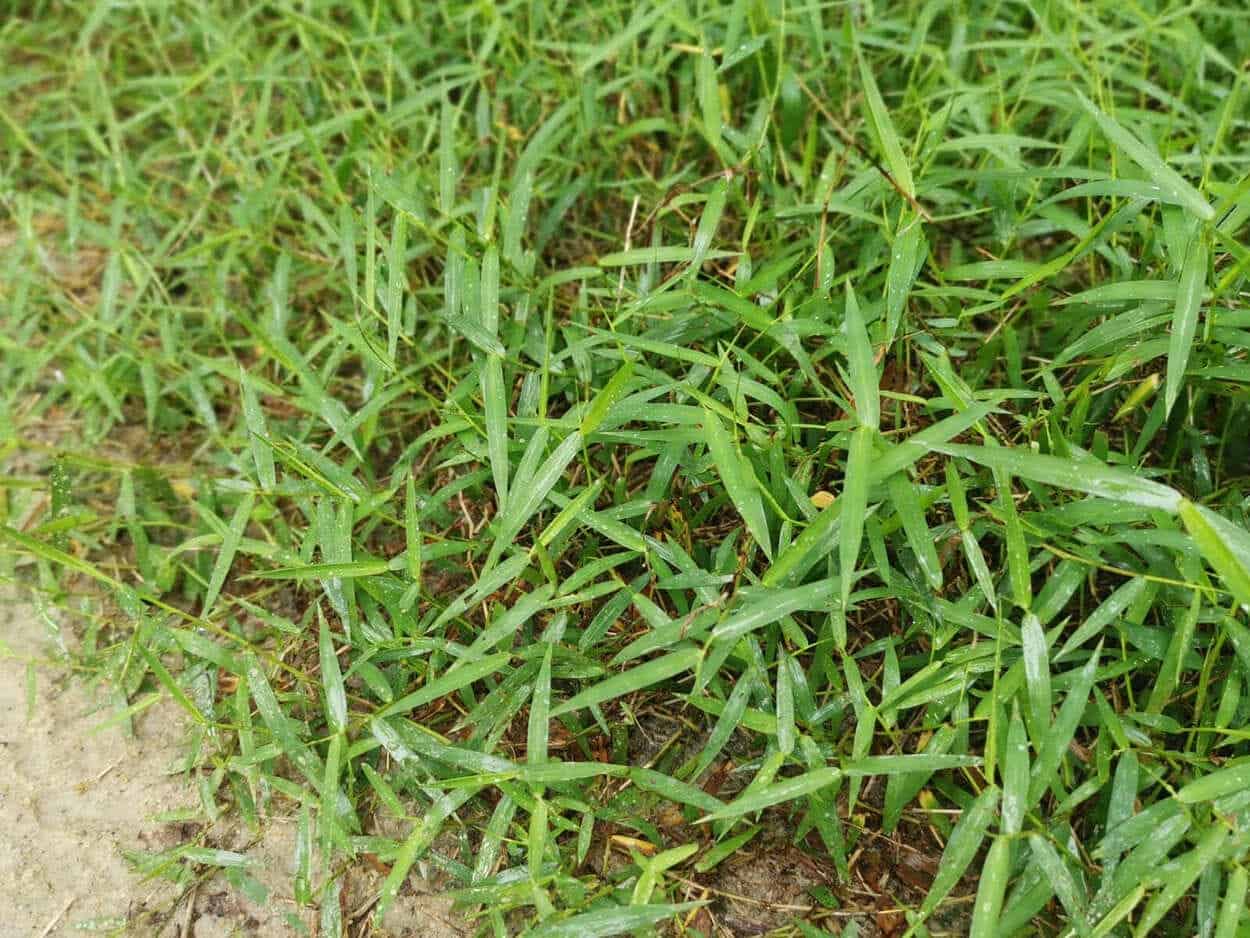 Crabgrass: yabani otlar nasıl yok edilir