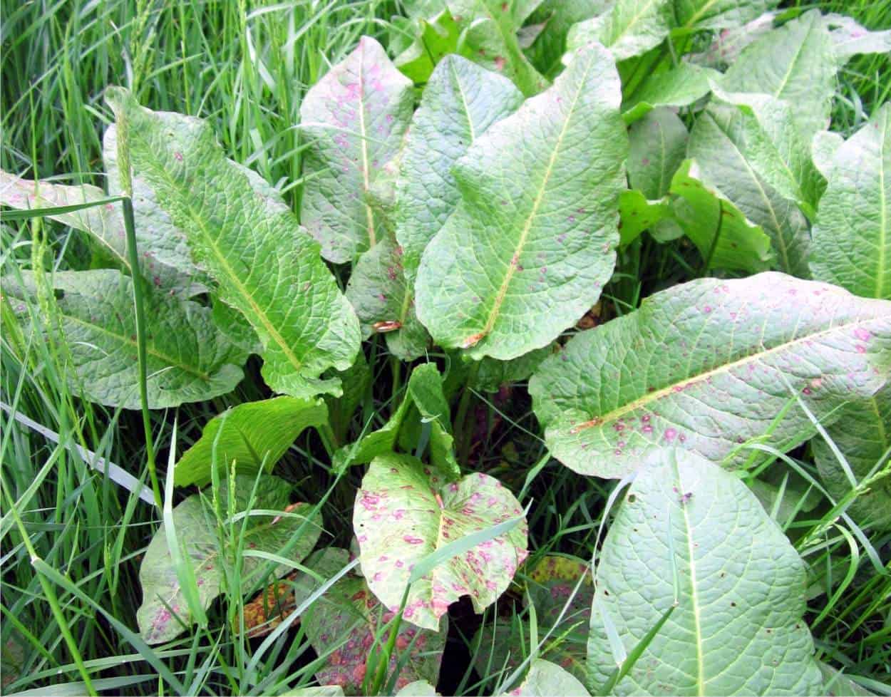 Romice veya lapazium: sebze bahçenizi bu zararlıdan nasıl koruyabilirsiniz?