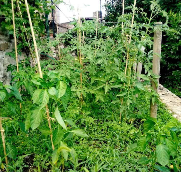 Yabani otlar arasında sebze bahçesi: doğal tarım deneyi