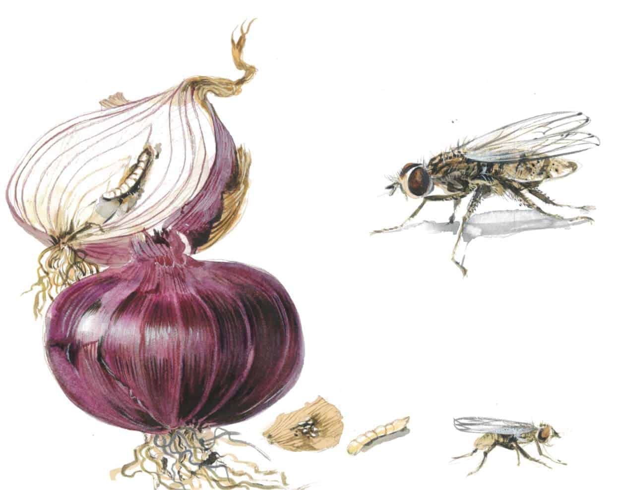 Soğan sineği: Böcekle organik yöntemlerle mücadele