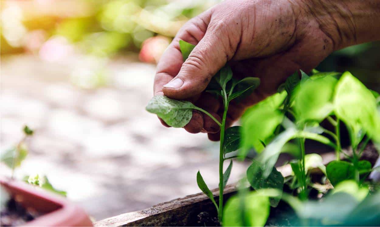 Pestisitler: 2023'ten itibaren bahçeciliğin korunması için neler değişecek?