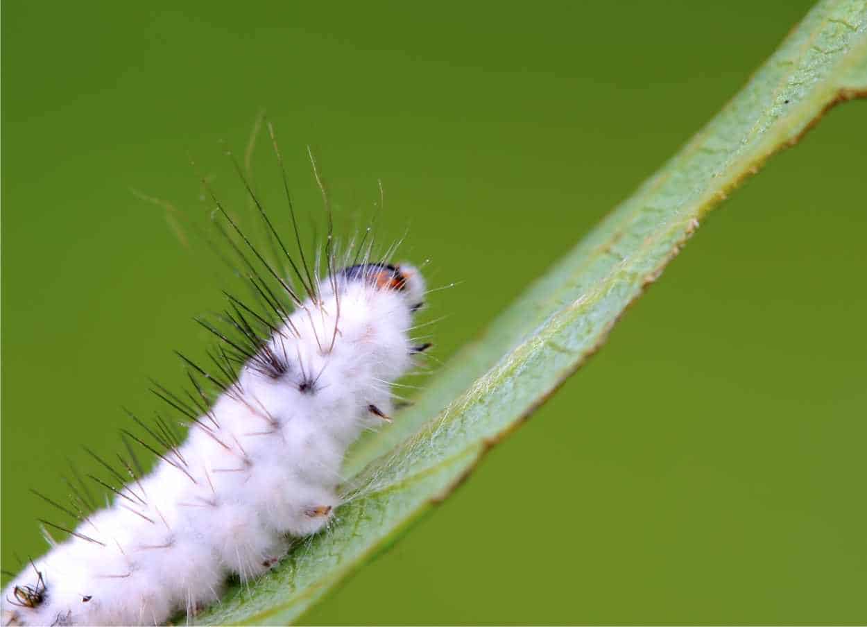 Beauveria bassiana: sebze bahçesini savunmak için entomopatojenik mantar