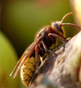 Yaban arıları ve eşek arıları: bahçe ve bostanlardan uzaklaştırılması