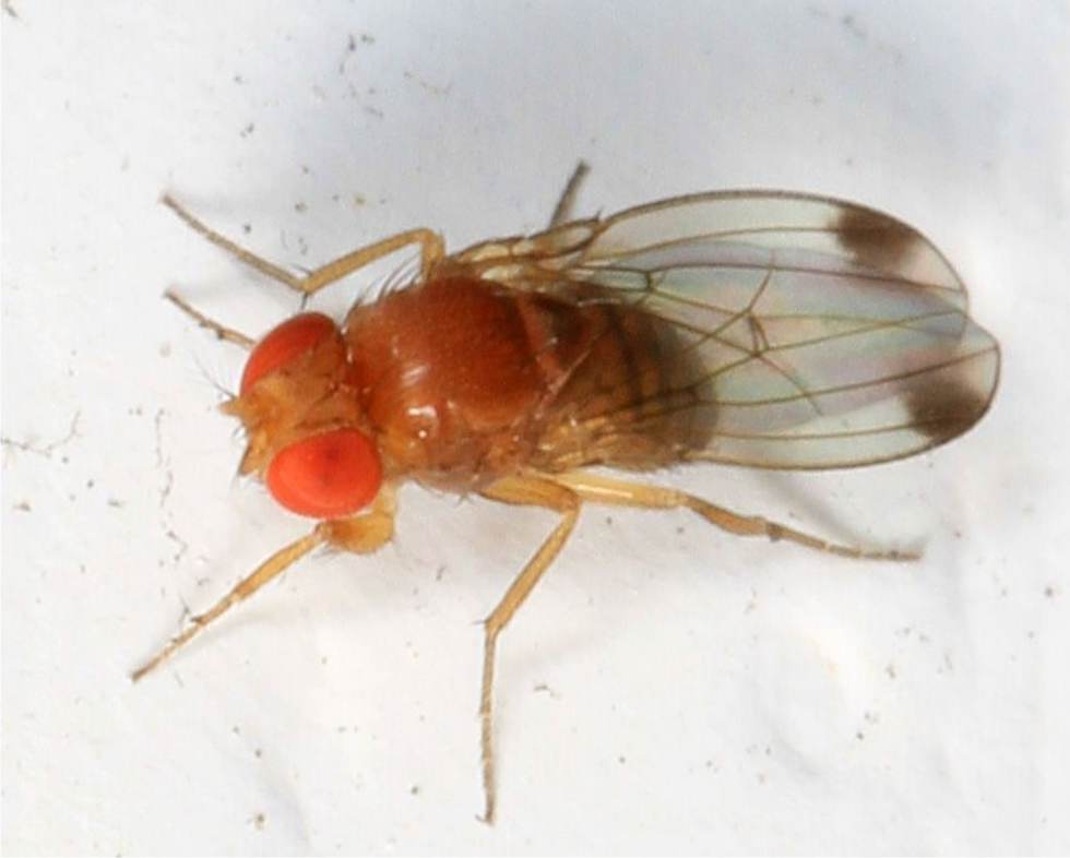 Drosophila suzukii: meyve sineği ile mücadele