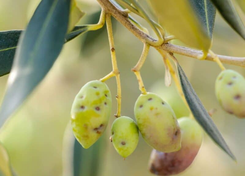 Zeytin sineği: organik savunma ve zeytin sineği önleme