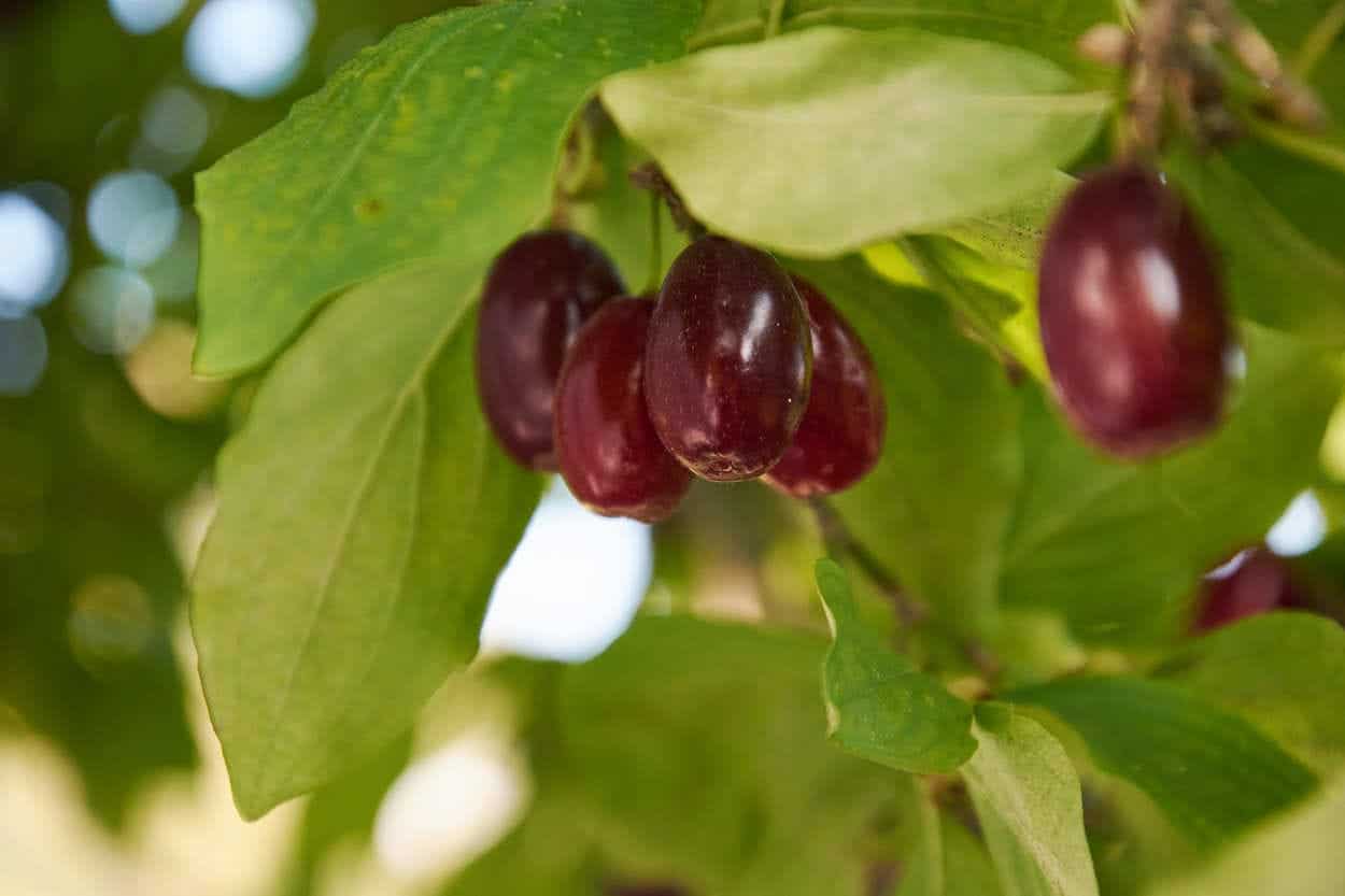 Kızılcık ağacı: Bu kadim meyve nasıl ekilir ve yetiştirilir