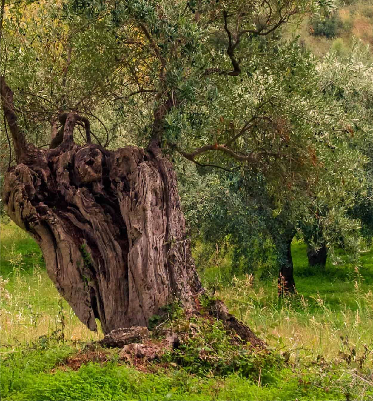 Xylella ve zeytin ağacı hızlı kuruma kompleksi