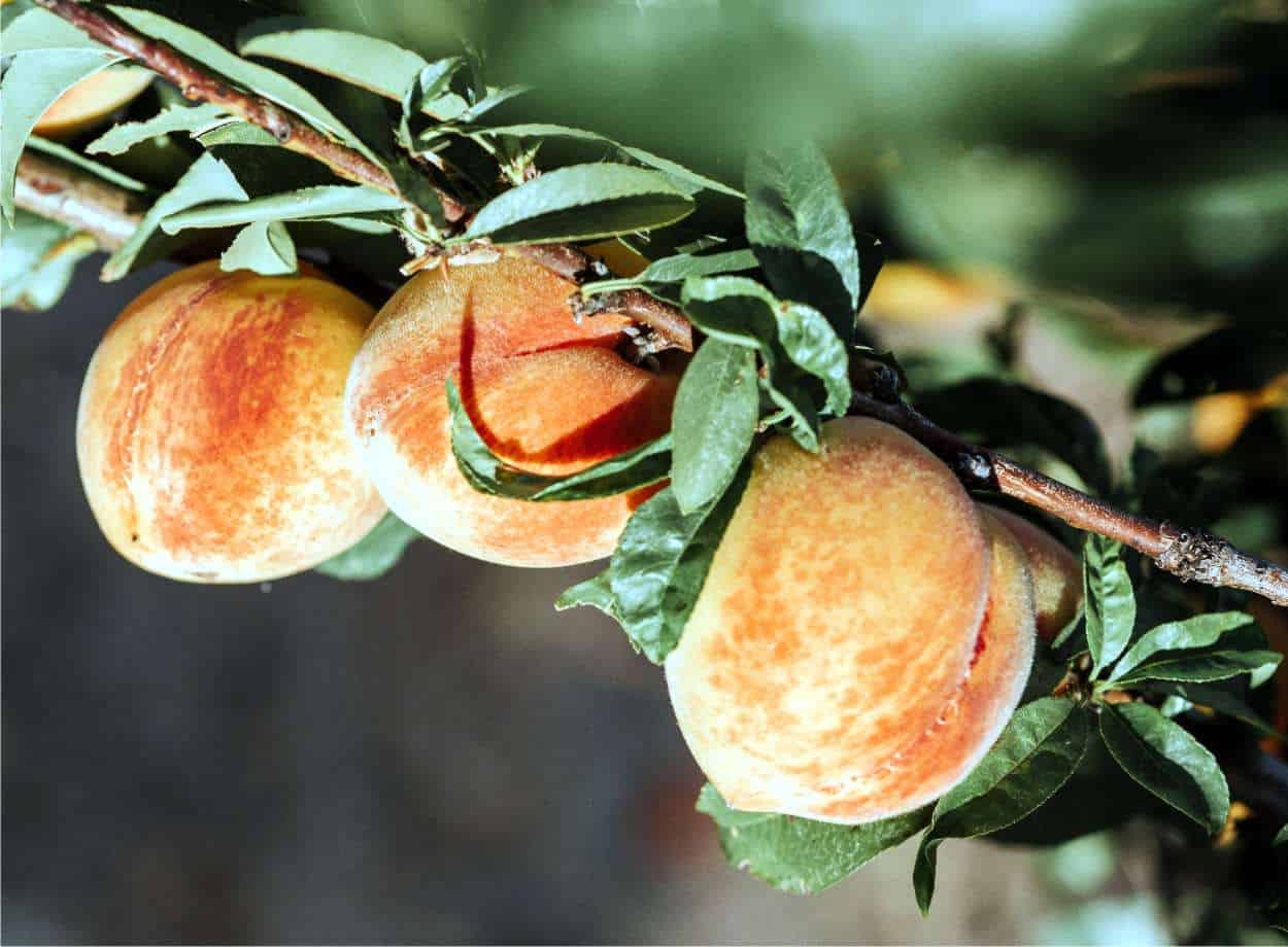 Tatsız meyve veren şeftali ağaçları: tatlı şeftali nasıl hasat edilir